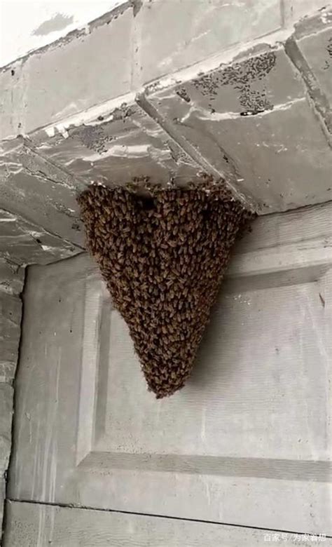 蜜蜂在家筑巢 佳佳屋 相片